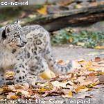 Orland Koelpin Profile Picture