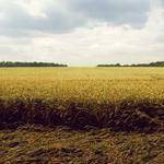 Alaina Cummings Profile Picture