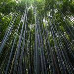 Sonia Simonis Profile Picture