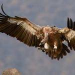 Devon Steuber Profile Picture