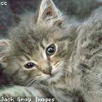 Coy Anderson Profile Picture