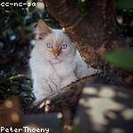 Antwon Mitchell Profile Picture