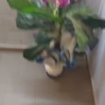 sanou profile picture