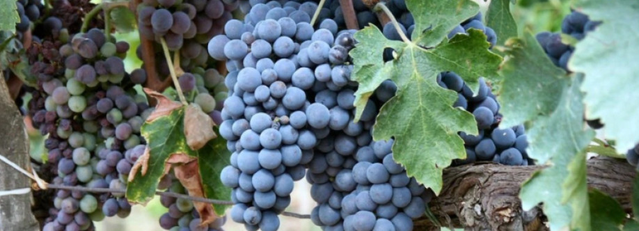 Red Dot Wine Cover Image