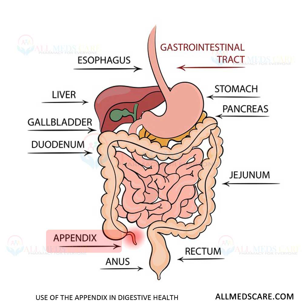 Important Use of the Appendix in Digestive Health - Allmedscare.com