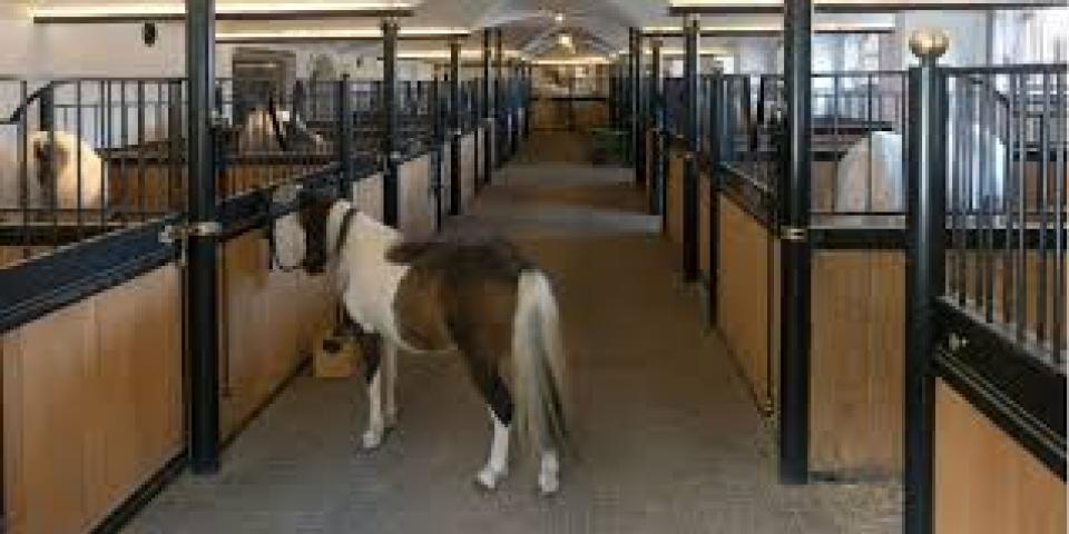 How to Build a Horse Stable: Complete Guide for Beginners - PromoteProject | Startup Growth Platform