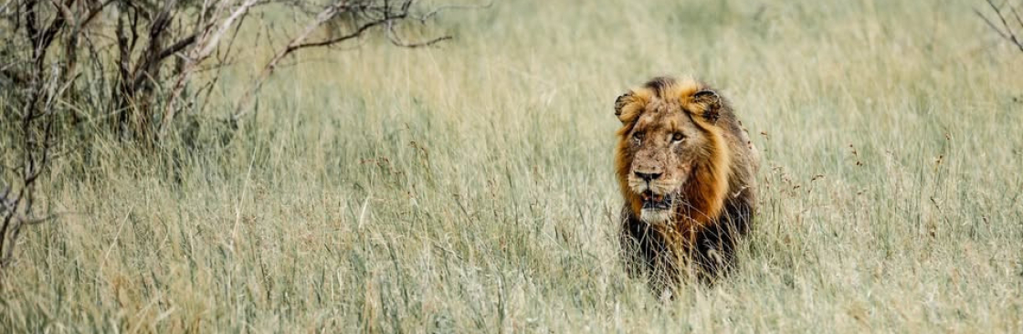 wildplanetsafari Cover Image