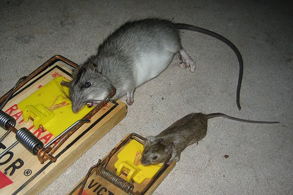 Rat Control in Surrey Safe Rodent Removal Service UK | Tenchntrip