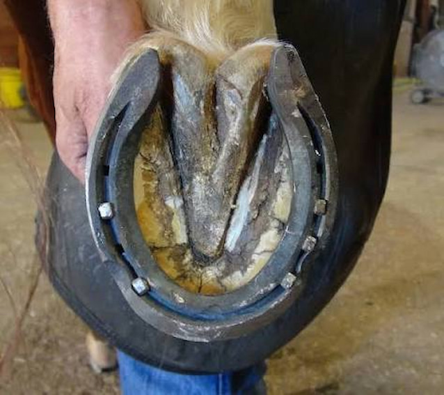 Kerckhaert Horseshoes: How Important a Trusted Choice Is for Precision Farriery | How Important