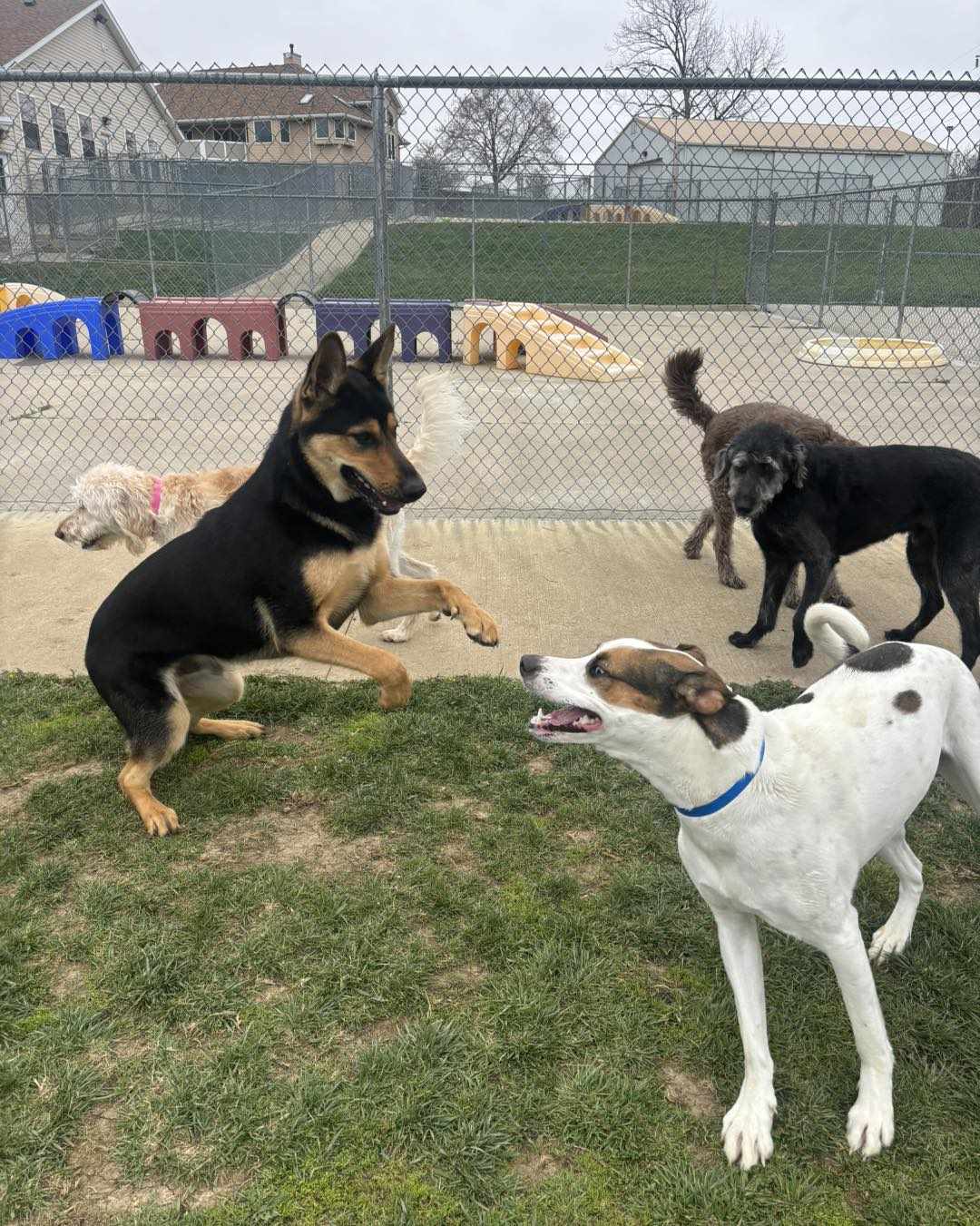 How can we find out the best dog daycare centers in Ohio?